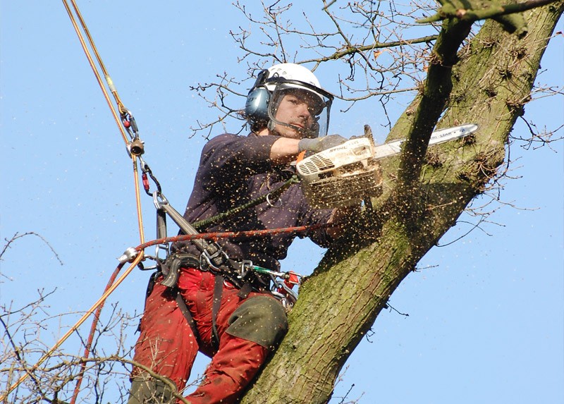 Tree Safety