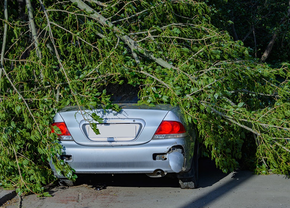 Tree on car