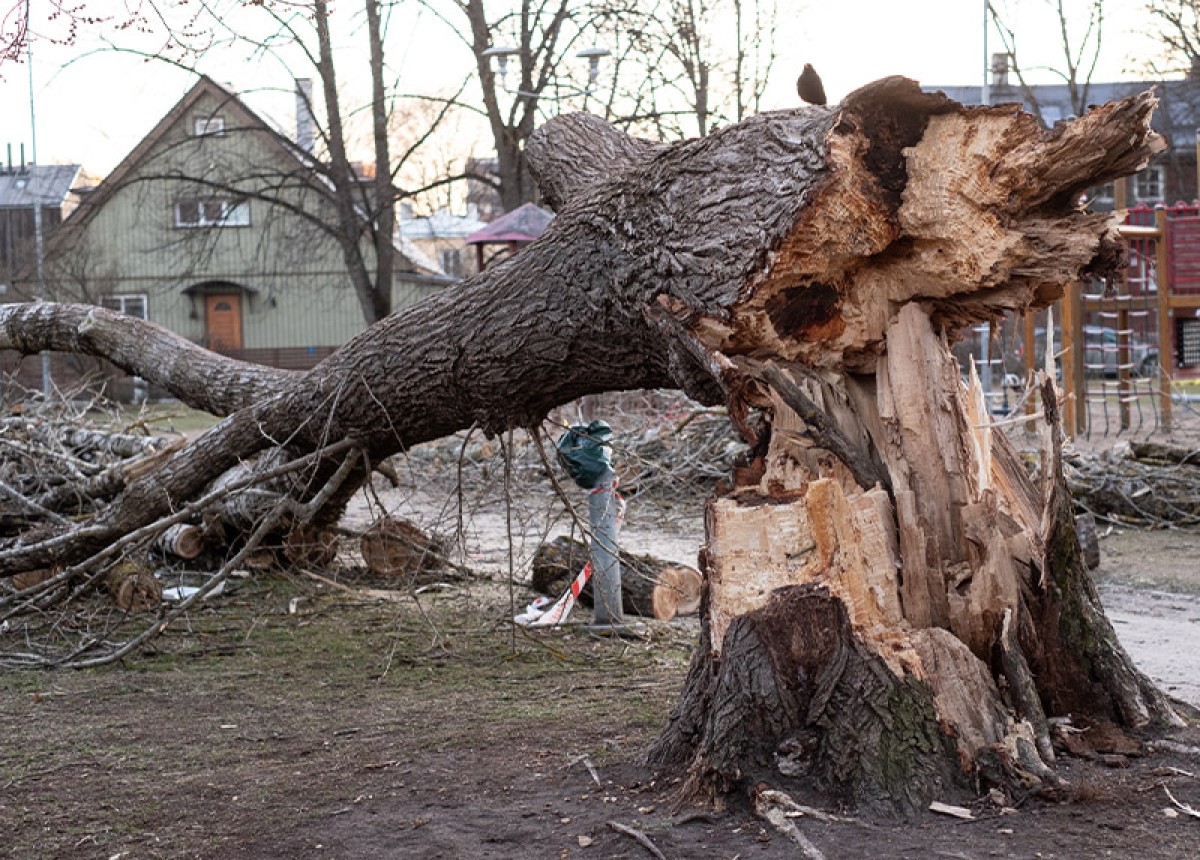 Dead tree
