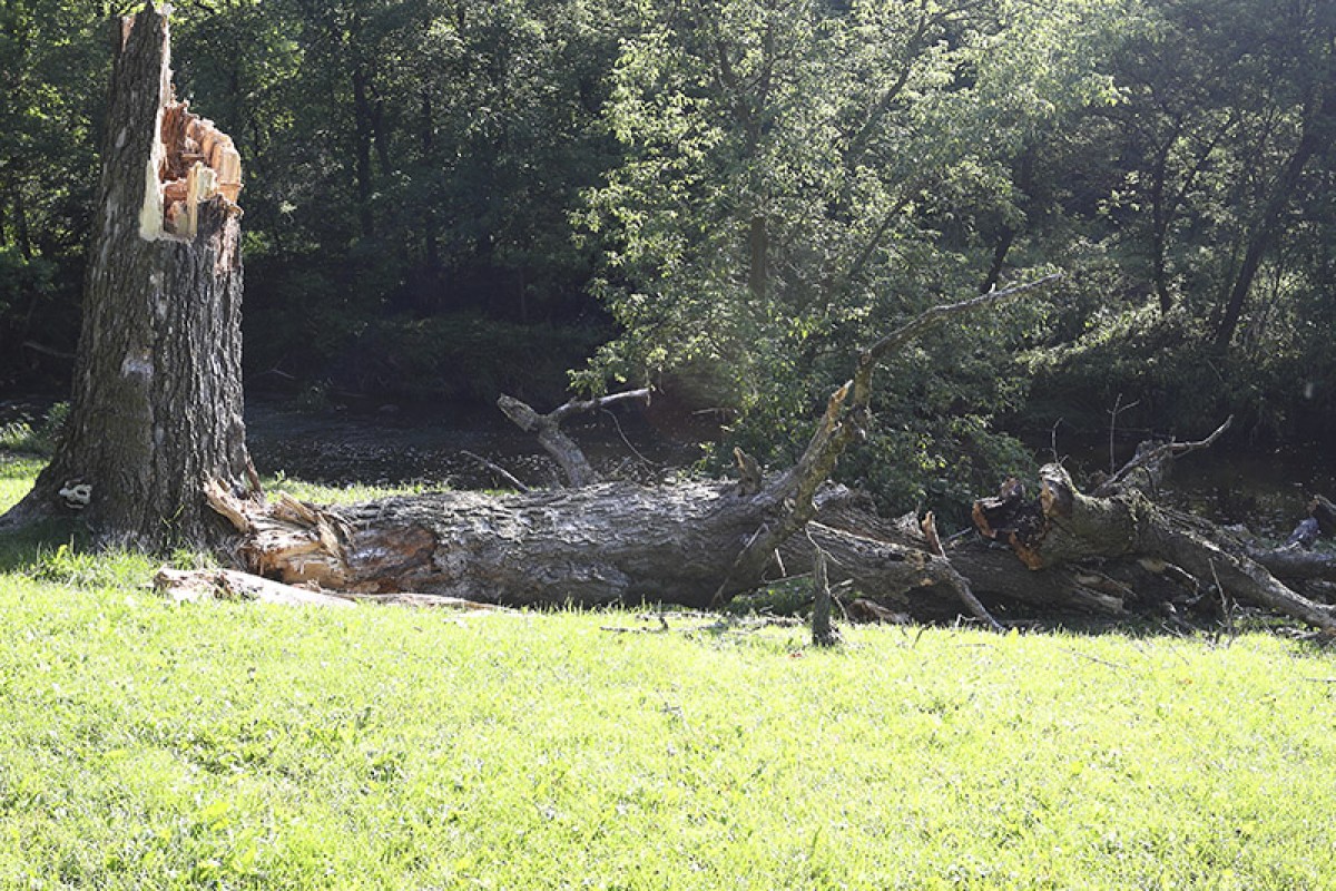 Tree Removal