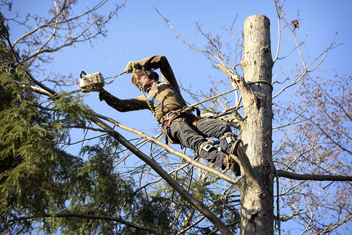 Tree Trimmer