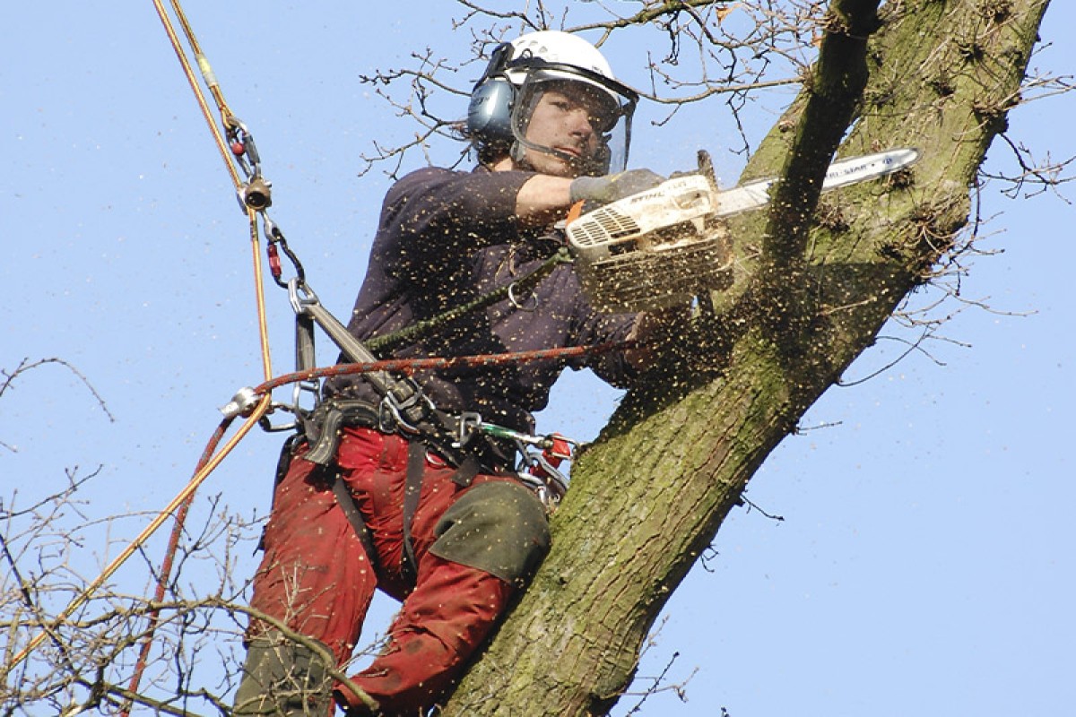 Tree Trimmer