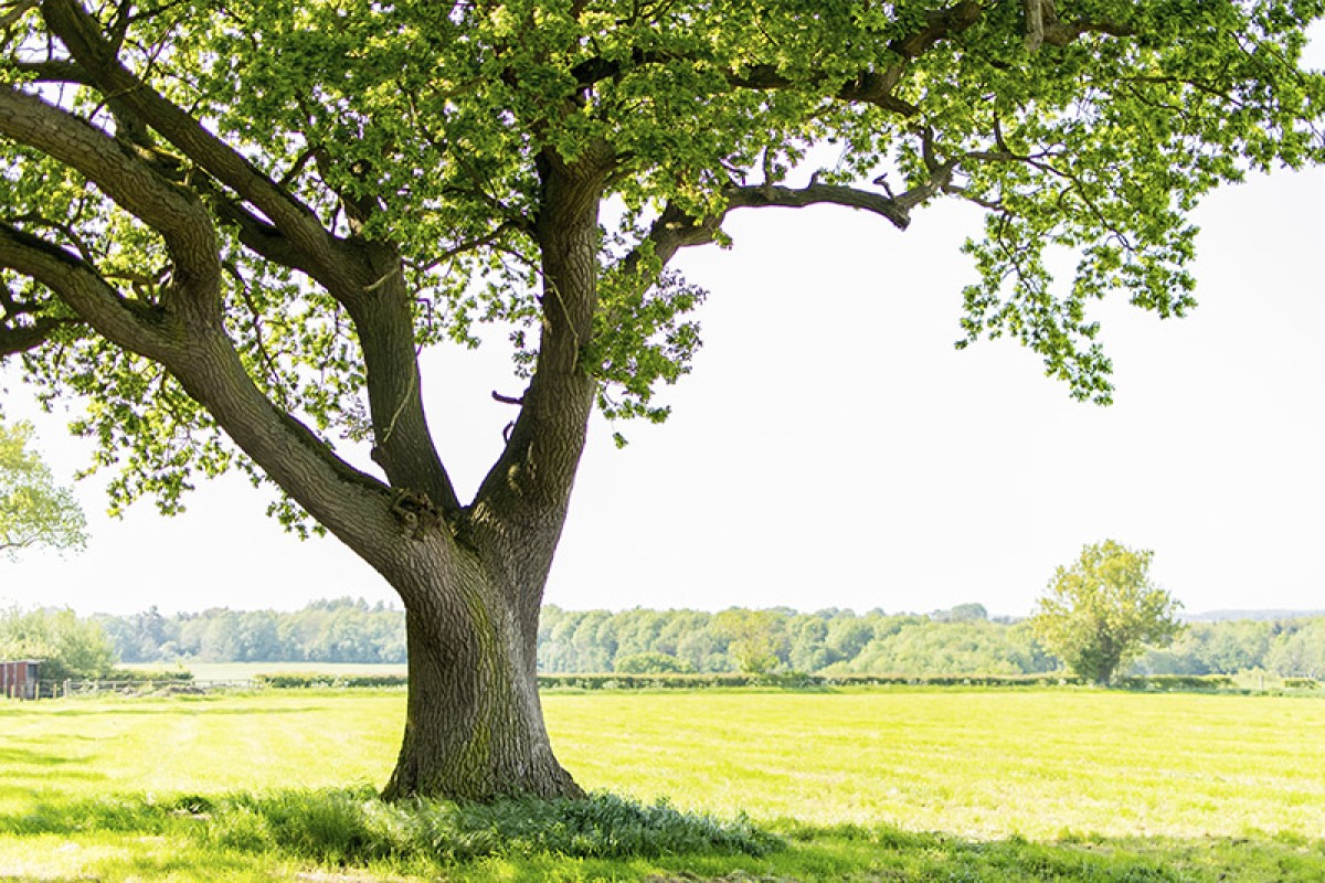 Healthy Tree