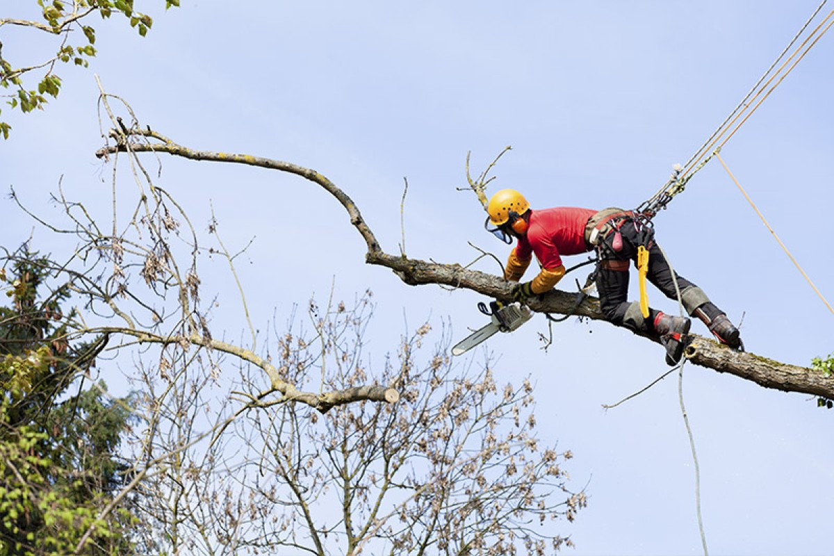 Out on a limb