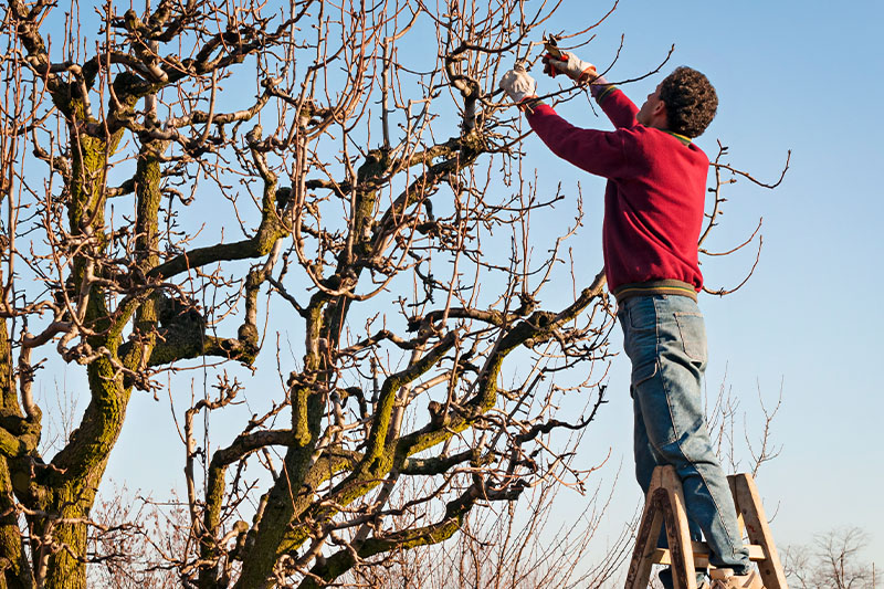 tree pruning