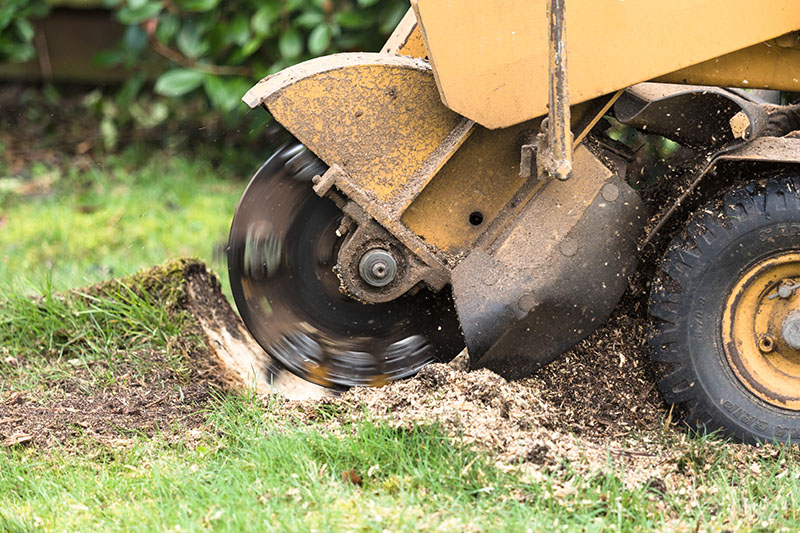 stump grinding